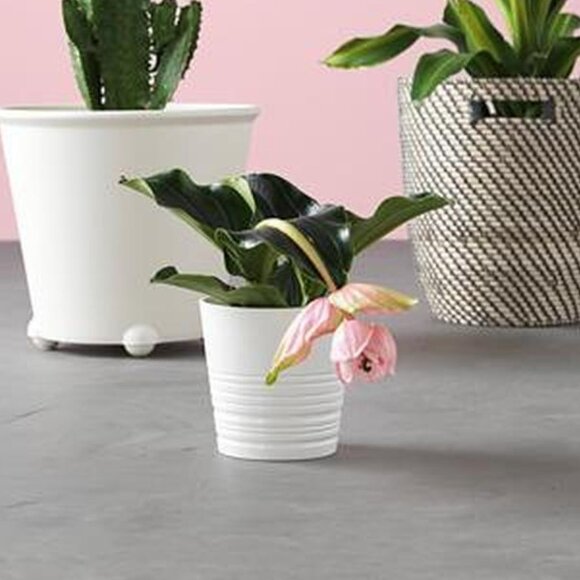 IKEA - MUSKOT Plant Pot = 15cm - Picture 4 of 14